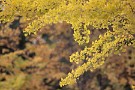 02 イチョウは木によってはすっかり黄葉しています。Canon EOS 5D Mark IV　Canon EF300mmF4