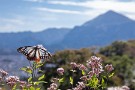 07 ここでは武甲山をバックにアサギマダラを撮影できます。Canon EOS 5D Mark IV　Canon EF24〜105mmF4