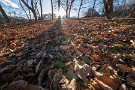 01 今年も残り僅かとなって来ました。里山は枯れ葉の季節です。Canon EOS 5D Mark IV　SIGMA 12-24mm F4.5-5.6 II DG HSM