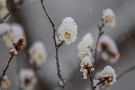 03 もちろんこんな日に訪れる人はなく、咲き始めた梅に積もる雪を独り満喫していました。Canon EOS 5D Mark IV　Canon EF70〜200mmF4