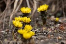 08 福寿草も綺麗です。もうすぐ蕗の薹も出て来そうです。春はすぐそこまで来ています(^ ^) Canon EOS 5D Mark IV　Canon EF300mmF4