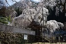 02 例年ですと3月下旬〜4月上旬に見頃となりますが、今年はお彼岸に見頃となってしまいました。Canon EOS 5D Mark IV　Canon EF24〜105mmF4