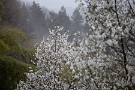 05 辛夷も雨に霞んでいます。Canon EOS 5D Mark IV　Canon EF70〜200mmF4