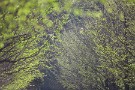 07 秋の黄葉もいいですが、春の新緑も負けていません。Canon EOS 5D Mark IV　Canon EF300mmF4