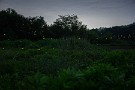 01 秩父は今年も姫蛍舞う季節となりました。今年は5月下旬から寒い日が多く、この場所では今年は裏年?なのであまり期待はしていませんでしたが、やはりあまり飛んでいませんでした^^; Canon EOS 5D Mark IV　SIGMA 24-60mmf2.8 EX DG