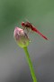 08 ハスの蕾にとまる赤とんぼ。まだ秋は早いですね^^; 　Sony α7Ⅱ　Canon EF300mmF4