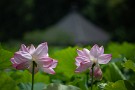 06 今日は朝のうち雨が降りましたがその後は時折晴れ間も覗き、夏の太陽がハスの花を輝かせました。Canon EOS 5D Mark IV　Canon EF70〜200mmF4