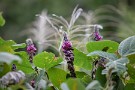 01 まだまだ残暑が続きますが、野では秋の花が綺麗に咲いています。秋の七草の一つ、葛が盛りです。Canon EOS 5D Mark IV　Canon EF300mmF4