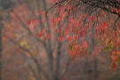 03 桜も真っ赤に紅葉しました。Canon EOS 5D Mark IV　Canon EF300mmF4
