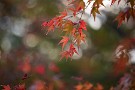 06 モミジがだいぶ綺麗になって来ました。Canon EOS 5D Mark IV　Canon EF70〜200mmF4