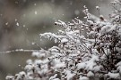 02 その後も雪は降り続き… Canon EOS 5D Mark IV　Canon EF300mmF4