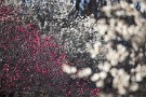 01 秩父ミューズパークの梅園が見頃となりました。Canon EOS 5D Mark IV　Canon EF300mmF4