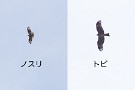 01 昨日、今日と秩父鉄道のSL C58 363の傘寿を記念した旧型客車運行が始まりました。写真は間違いではありません。SLを待っていると空にトビとは違う猛禽(左)が…場所柄クマタカかと期待しましたが、写真を拡大して見ると白っぽい体にお腹の黒い模様、尾羽の扇形からノスリと判断しました。※右のトビは以前撮影したものです。他の撮り鉄さんは鉄道にしか興味がないのか空を見上げている人はいませんでしたが、私は旧客よりも興奮していました^^; SL通過間近で200mmで撮影しましたが、等倍でなんとか確認できました。今年は猛禽に縁があるようです。Canon EOS 5D Mark IV　Canon EF70〜200mmF4