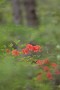 08 最近はヤマツツジもこの季節に咲いています。Canon EOS 5D Mark IV　Canon EF300mmF4