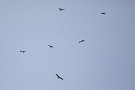 04 南東の方角に10羽ほどのトビが何か危険を察知したかのように飛び回っていました。その中に明らかにトビよりも大きい猛禽の姿が… Canon EOS 5D Mark IV　SIGMA 150-600mm F5-6.3 DG OS HSM Contemporary