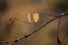 06 晩秋の風情です。Canon EOS 5D Mark IV　Canon EF300mmF4