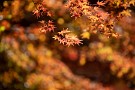 02 一つ一つの葉はやや痛みも目立ちますが、ここの紅葉は他と比べるとまずまずです。Canon EOS 5D Mark IV　SIGMA 150-600mm F5-6.3 DG OS HSM Contemporary