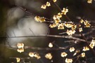 09 蝋梅も見頃となってきました。今度の日曜はもう節分です。Canon EOS 5D Mark IV　SIGMA 150-600mm F5-6.3 DG OS HSM Contemporary