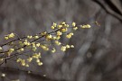 01 今日の秩父地方は最高気温が16.6℃と春を思わせる暖かい1日でした。蝋梅も甘い香りを漂わせています。Canon EOS 5D Mark IV　Canon EF300mmF4