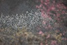 09 梅の見頃は次の週末からでしょうか。今週は雪も予報されていてまた寒くなりそうです。Canon EOS 5D Mark IV　Canon EF300mmF4