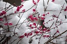 01 昨夜は春の雪となり、秩父地方は15cmほどの積雪でした。雪かき後、見頃となってきた庭の紅梅に積もった雪を撮影しました。Canon EOS 5D Mark IV　Canon EF70〜200mmF4