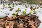 01 火曜夜の積雪の後、木曜日に撮影した秩父ミューズパークの黄花節分草です。iPhone SE