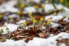02 雪消の森に春を告げる妖精のようです。Canon EOS 5D Mark IV　Canon EF300mmF4