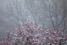 01 秩父地方は昨日からの雨が朝方雪となり、1cmほどの積雪となりました。見頃を迎えた秩父ミューズパークの梅園もこんな天気で訪れる人はまばら… Canon EOS 5D Mark IV　Canon EF300mmF4