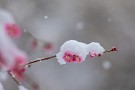 03 そういえばここ数年、毎年雪と梅は撮影していますね。この季節は雪が降りやすいのでしょう。Canon EOS 5D Mark IV　Canon EF300mmF4
