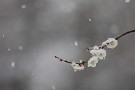 04 梅花和雪香（ばいかゆきにわしてかんばし）という禅語があります。梅が雪と互いに引き立て合いなが良い香りを漂わせるという意味で、困難あってこそその人の素晴らしさが引き立つという禅の教えのようです。まさに寒い中頑張って写真を撮るといい写真が撮れると勝手に解釈しました^^; Canon EOS 5D Mark IV　Canon EF300mmF4