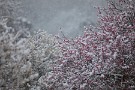 01 前回に続き、梅に降る雪をお楽しみください。Canon EOS 5D Mark IV　Canon EF300mmF4