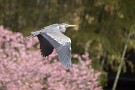 08 桜をバックにアオサギが飛んで行きました。Canon EOS 5D Mark IV　SIGMA 150-600mm F5-6.3 DG OS HSM Contemporary