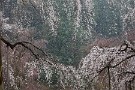 02 満開の桜と時折強く降る雪、稀に巡り合う最高の取り合わせです。Canon EOS 5D Mark IV　Canon EF70〜200mmF4