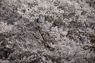 07 早咲きの桜は満開です。Canon EOS 5D Mark IV　SIGMA 150-600mm F5-6.3 DG OS HSM Contemporary