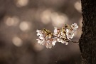12 夕日に輝く桜が印象的でした。Canon EOS 5D Mark IV　SIGMA 150-600mm F5-6.3 DG OS HSM Contemporary