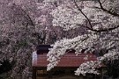 02 秩父の桜は終わり際です。場所によっては明日の雨でだいぶ散ってきそうです。Canon EOS 5D Mark IV　Canon EF24〜105mmF4