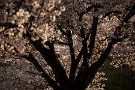 08 秩父ミューズパークの桜は散り始めです。Canon EOS 5D Mark IV　SIGMA 150-600mm F5-6.3 DG OS HSM Contemporary