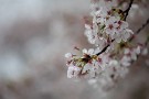 02 桜はもう散り際でした。Canon EOS 5D Mark IV　Canon EF70〜200mmF4