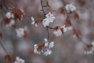 04 山桜はどことなく気品があります。Canon EOS 5D Mark IV　Canon EF300mmF4