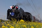 01 秩父鉄道のSL列車「パレオエクスプレス」の運行が昨日より始まりました。Canon EOS 5D Mark IV　Canon EF24〜105mmF4