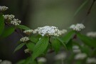 03 森で目立つミヤマガマズミの花です。Canon EOS 5D Mark IV　Canon EF70〜200mmF4