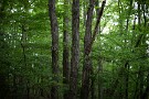 01 新緑も終わり、五月の森はその濃さを一段と増してきました。今日はそんな森を50mmF1.4で撮影してみました。Canon EOS 5D Mark IV　Canon EF50mmF1.4