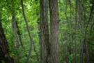 11 梅雨に向けて一層濃さを増す森です。Canon EOS 5D Mark IV　Canon EF50mmF1.4