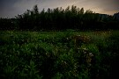 02 秩父のヒメボタルは午後10時を回ると光り始め、11時頃からピークを迎えるという深夜型です。Canon EOS 5D Mark IV　SIGMA 24-60mm F2.8 EX DG