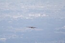 10 普段深山にいるクマタカと市街地という珍しい取り合わせです。Canon EOS 5D Mark IV　SIGMA 150-600mm F5-6.3 DG OS HSM Contemporary