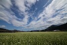 06 ちちぶ花見の里では秋蕎麦が見頃です。Canon EOS 5D Mark IV　SIGMA 12-24mm F4.5-5.6 II DG HSM