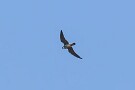 07 飛び方やスピードなど遠目ではツバメそっくりです。そしてその飛んでいるツバメを餌にするというとんでもない飛翔力の猛禽です。Canon EOS 5D Mark IV　SIGMA 150-600mm F5-6.3 DG OS HSM Contemporary