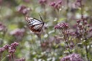 02 暑さのせいでフジバカマの開花が遅れ、渡りも終盤になって咲いて来ましたのでアサギマダラの数はあまり多くありませんでしたが、数頭が優雅な舞を披露してくれました。Canon EOS 5D Mark IV　Canon EF300mmF4