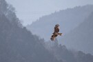 08 猛禽ではトビもしきりに飛んでいました。Canon EOS 5D Mark IV　SIGMA 150-600mm F5-6.3 DG OS HSM Contemporary