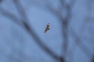 10 カタクリを撮影中、枝ごしに空高く舞う猛禽が。渡ってきたサシバかと思いましたがノスリでした。サシバやツバメもそろそろやってきますね。Canon EOS 5D Mark IV　SIGMA 150-600mm F5-6.3 DG OS HSM Contemporary